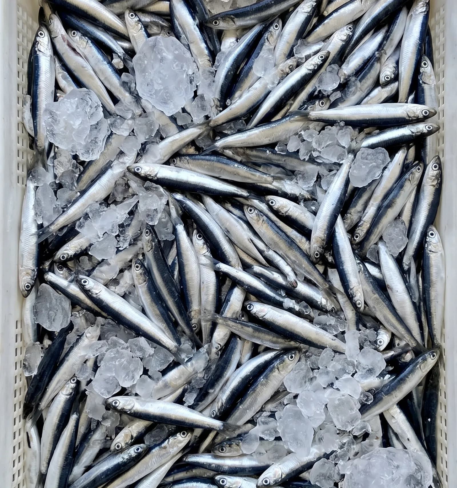 Anchois